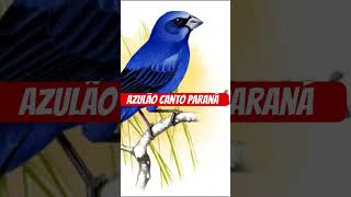 Azulão canto Paraná cantodocurio aves [upl. by Chloris527]