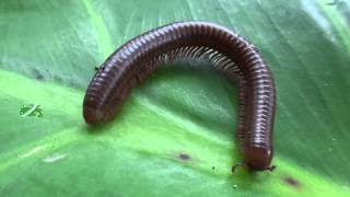 Diplopoda Millipede [upl. by Slavic]