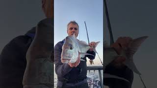 Gold Coast Snapper Fishing Epic Battles amp Big Catches [upl. by Leahcin]