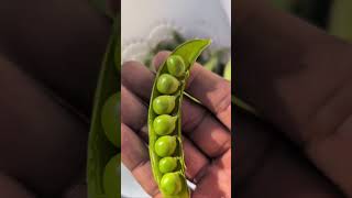 Sugar snap peas 🫛 Quick Harvesting in Winter garden newyork longisland gardening [upl. by Okin]