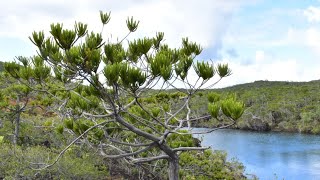 New Caledonia Botany amp EaudeToilette Ultramafic Special [upl. by Glendon336]