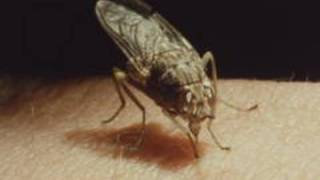 The life cycle of the tsetse fly 1987 Pt 1 of 2 [upl. by Procto]