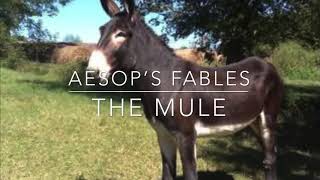 Aesop’s Fables The Mule [upl. by Suiramad]