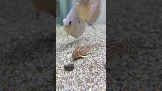 Couple corydoras corydora ikandiscus ikan aquariumfish aquarium fishtank [upl. by Kenrick991]