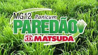 Panicum maximum MG12 Paredão [upl. by Ornas951]