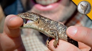 Bitten by an AlligatorLizard [upl. by Alfonse]