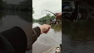 PovFishing can even get shrimp fishing mancing udanggalah mancingmania viralvideo shorts [upl. by Connie]