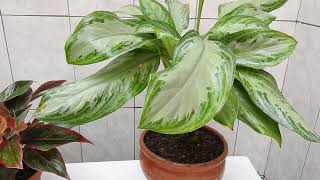 Como cuidar una Aglaonema [upl. by Lattonia]