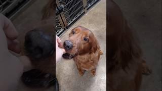 Dog dances for treats 😆 doggroomer irishsetter goldenretriever [upl. by Petra]