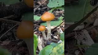 The mushroom season in Melbourne is starting mushrooms fungi [upl. by Azne]