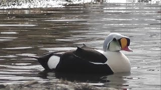 My birding trip to Svalbard Spitsbergen and Lapland [upl. by Dodds172]