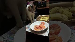 A cat that wants to eat shrimp 想吃蝦子的貓 cat 貓 [upl. by Baptiste]