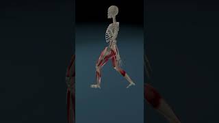 Footsmashing Gait  Anatomy 3D Animation 3d anatomy 3danatomy [upl. by Mcginnis110]