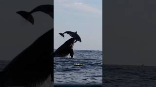 Why do killer whales tend to attack dolphins killerwhales dolphin orca [upl. by Sudhir]