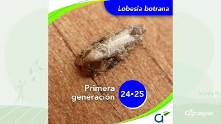 Lobesia botrana 202425  Recomendaciones Agrospec  Septiembre 2024 [upl. by Karola]