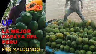 Produccion y cosecha de papaya  Pto Maldonado  Peru [upl. by Vitalis]