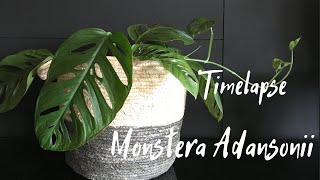 Timelapse  Monstera Adansonii [upl. by Ryann]