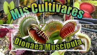 Mis Cultivares de Dionaea Muscipula Venus Atrapa Moscas [upl. by Tekcirk119]