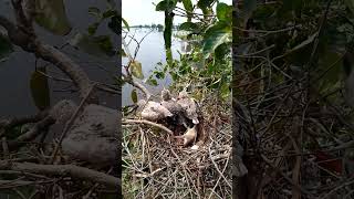 Black winged kite Birds nest in 3 nests birds babybird5 [upl. by Xyla]