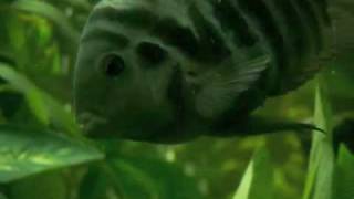 Black Convict Cichlid Life Cycle  They All Grow Up [upl. by Templa189]