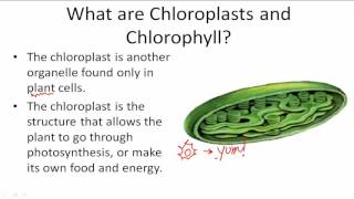 Functions of Chloroplasts and Chlorophyll [upl. by Hanyaz]