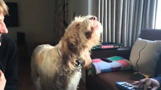 Murray the Singing Spinone [upl. by Efthim]