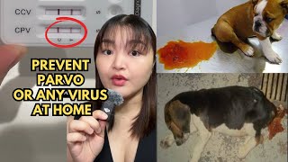 HOW TO PREVENT PARVO  DISTEMPER ANY VIRUSES AT HOME 🦠🏠 [upl. by Rhu]