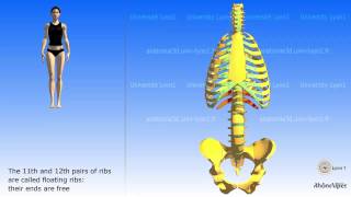 Ribcage Movement During Respiration [upl. by Aitan597]