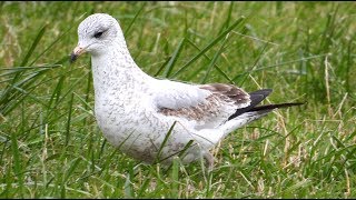 Goélands à bec cerclé migration Ringbilled Gull [upl. by Lambart]