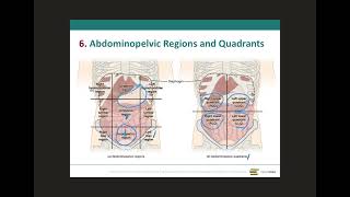 Abdominopelvic regions and quadrants [upl. by Helena]