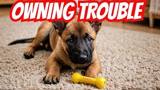 I BOUGHT A BELGIAN MALINOIS AND IT WAS A BAD IDEA  Owning a Belgian Malinois  Dog Training [upl. by Coppinger662]