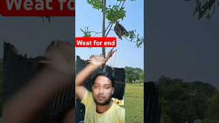 modhurkonthosurahtilawat nature birds birdtree [upl. by Eecyak]