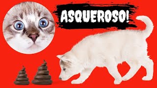 🛑Por Que los perros COMEN CACA de GATO⏩ Descubre 3 Razones Ignoradas y la SOLUCIÓN Definitiva ✅ [upl. by Nue259]