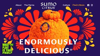 What are Sumo Citrus  TASTE and REVIEW  Satsuma Orange and Mandarin [upl. by Adnovay]