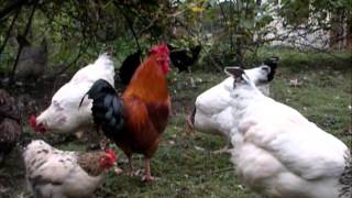 Reportage les poules pondeuses [upl. by Zetnom121]