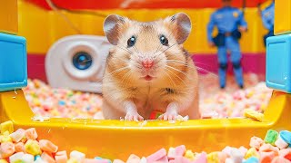 Hamster Takes on Pop It Challenge to Escape the Prison Maze 🐹 Hamster Maze [upl. by Annaeg881]