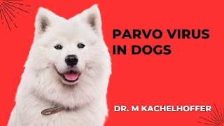 Understanding Parvo Virus in Dogs [upl. by Effy]