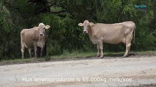 Superbrown koeien  Brown Swiss [upl. by Frederick]