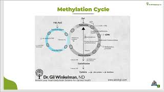 Methylation CycleQuick Take [upl. by Carole]