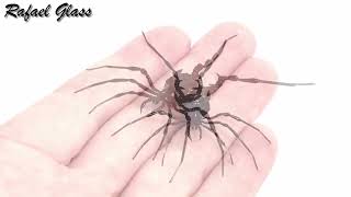 Black OpilionHarvestmen Sadocus asperatus [upl. by Llet]