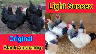 Sussex chicken breed  light Sussex chicken  original black Australorp chicken  Australorp price [upl. by Akenihs]