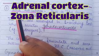 Zona Reticularis  Adrenal cortex  Gonadocorticoids  Androgens  Adrenal Virilism  Adrenal Glands [upl. by Osnofledi]