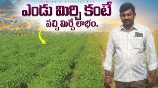 Green Chilliy Cultivation  Mirchi Cultivation  Chilliy Crop  పచ్చి మిర్చి సాగు [upl. by Lenhart]