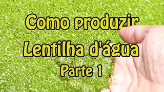 Como Produzir Lentilha D’água – Parte 1 [upl. by Tiossem120]