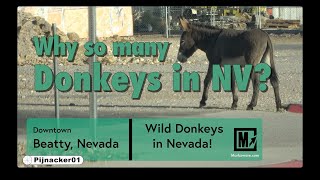 Wild Donkeys in Nevada  Why so many of the animals [upl. by Nefets]