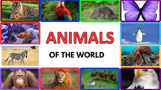 Animals of the World – Learning the Different Names and Sounds of the Animal Kingdom  Part 6 [upl. by Belva]