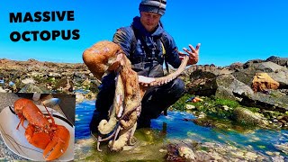 Massive OCTOPUS amp LOBSTERS  Coastal Foraging  Boiled lobsters for lunch [upl. by Appel426]