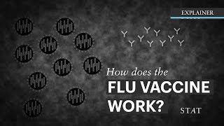 How Does the flu Vaccine Work [upl. by Lois584]