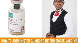 HOW TO ADMINISTER GUMBORO INTERMEDIATE VACCINE joekevchickskenya5406 [upl. by Notsnarc]