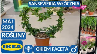 IKEA PROMOCJE‼️ PRZEGLĄD ROŚLIN I KWIATÓW🪴 SKRZYDŁOWIATY I AREKI  RÓŻNE WYMIARY CIEKAWE 🌵 [upl. by Nnagem173]